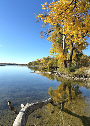 A perfectly smooth calm lake has yellow trees along the shoreline. 