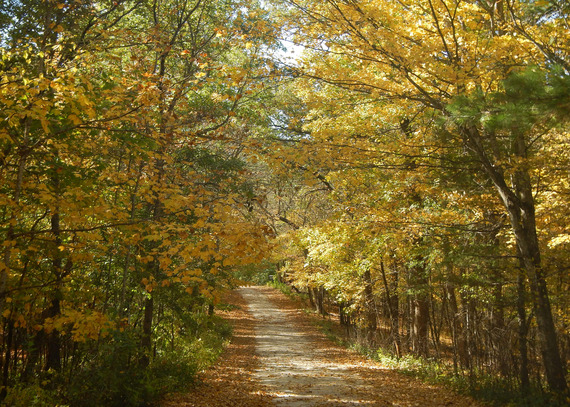 A gravel road is surrounded by golden trees. 