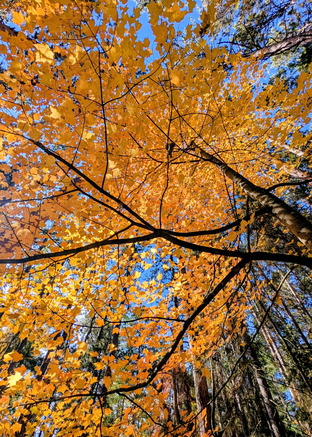Looking up into the branches of a vibrant orange tree on a fall day. 