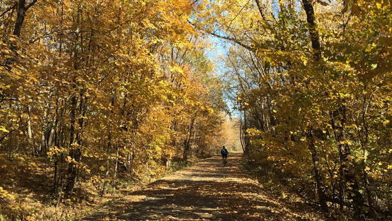 A person bikes into the distance on a gravel road surrounded by a golden forest. 