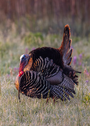 A large wild turkey stands in an open grassy area. 