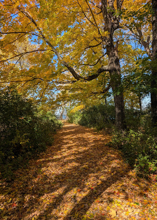 A path winds through a wooded area in the fall. 