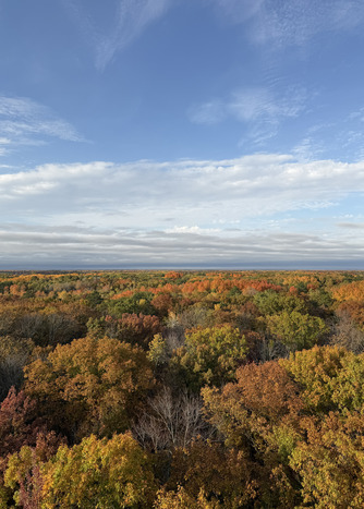 View from above the treetops, a forest is bronze and gold in the fall. 