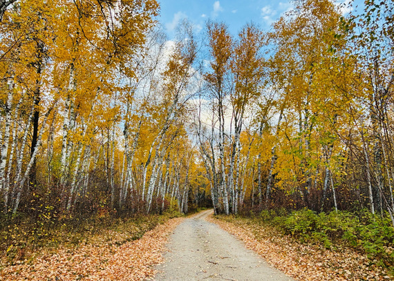 A road stretches out between yellow birch trees. 