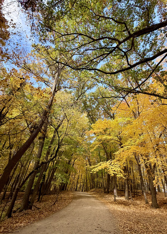 A gravel road stretches into a bright, colorful fall forest. 