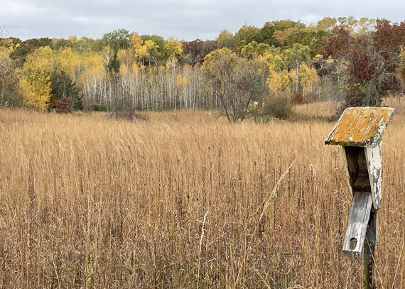 A bird house stands before a tallgrass prairie and stand of rusty colored trees in the fall. 