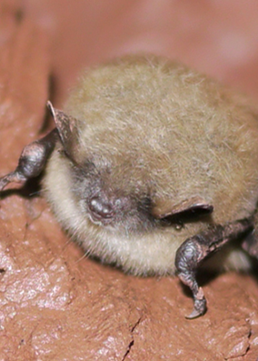 A small beige bat is round and fluffy while clinging to a cave wall. 