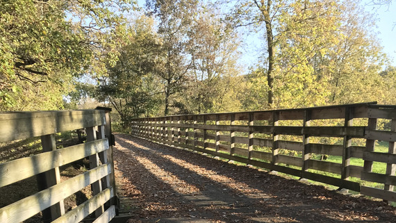 A wooden bridge with paved path stretching out to a fall forest. 