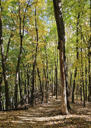 A path winds through a lime green and yellow forest in the fall. 