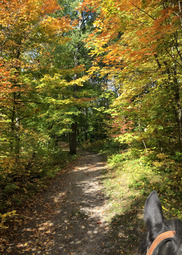 A wooded trail is bright orange in fall. 