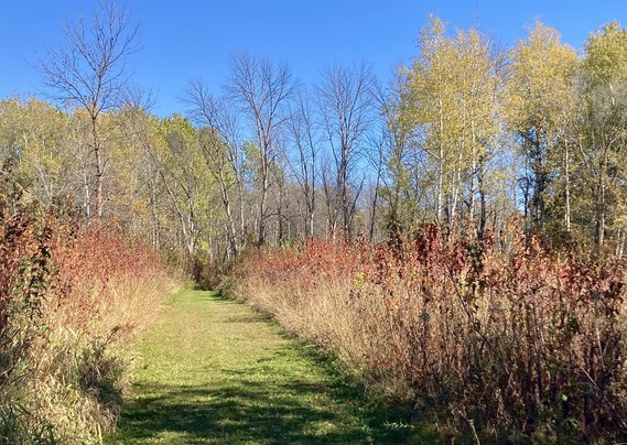 Mowed path through sumac trees with red leaves and aspen trees with yellow leaves