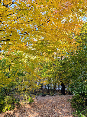Empty state park campsite surrounded by trees with bright yellow leaves