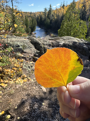 A person holds an aspen leaf in their hand with the the forest and a river in the background