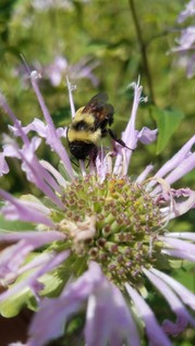 The endangered rusty-patched bumble bee can still be found in the Twin Cities.