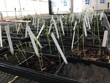 Greenhouse plant growth tests for the individual and blended materials were conducted for radishes and oats. 