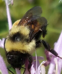 Rusty-patched bumblebee