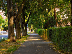 City boulevard with trees