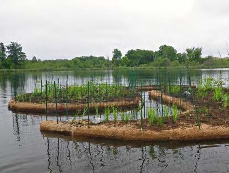 Vegetated floating islands in pond