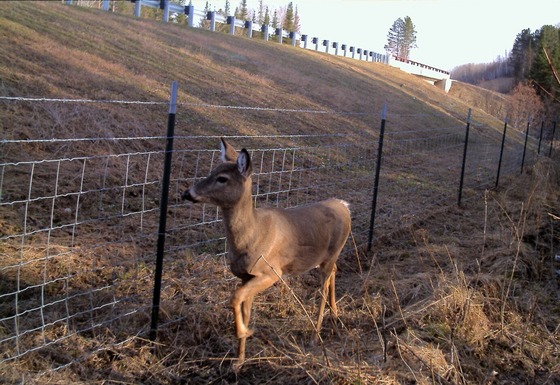 Deer next to fence