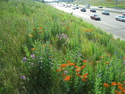 wildflowers along freeway roadside