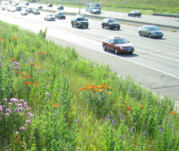 vegetation thriving along a busy road