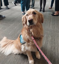 Picture of a service animal