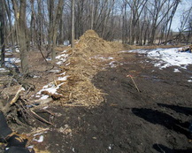 Biochar spread on the ground