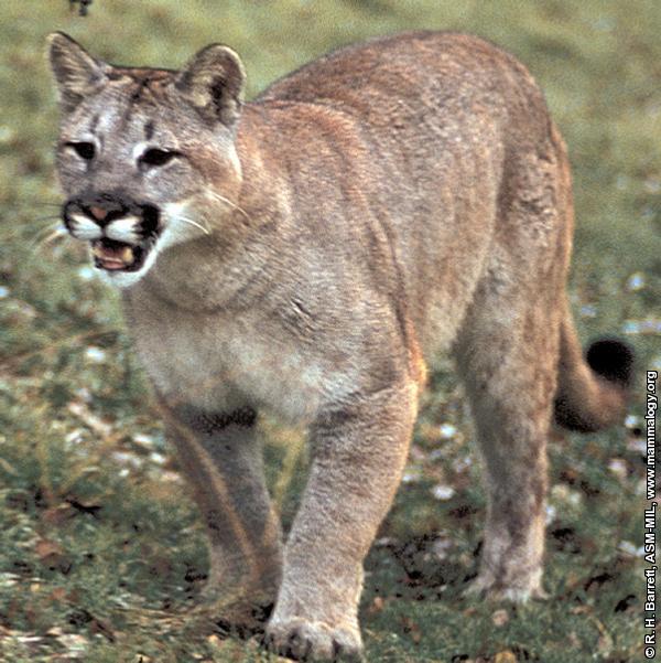 Cougar