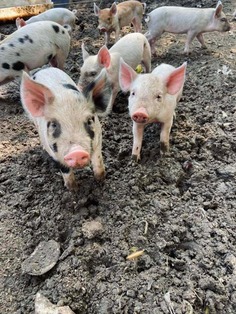 Piglets at Barthold Farms in St. Francis, MN, look forward to a shipment of food waste from the Minneapolis Veterans Home.