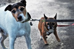 Two leashed dogs