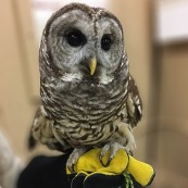 Portrait of Whisper sitting on a handler's arm