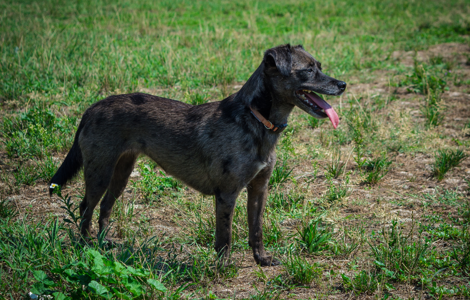 Side view of a black dog standing off-leash in a field 