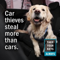 A photo of a white lab in a car with the message: Car thieves steal more than cars