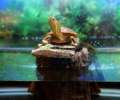 Painted turtle sitting on a rock within its aquarium