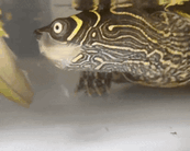 Missy the turtle eating a stick of celery underwater