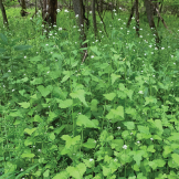 garlic mustard