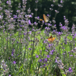 A bee on flowers in a yard
