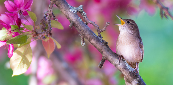 A bird sits in a tree