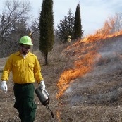 Contractor holding a torch during a prescribed burn session