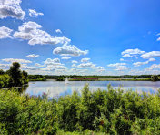 Plants by a shoreline