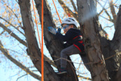 Kid wearing a helmet, safety glasses and harness as he climbs atop a large tree at the park