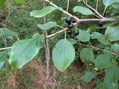 Buckthorn plant with berries