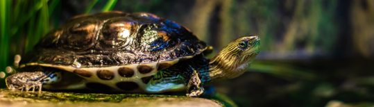Turtle sitting on a rock