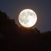 Full moon in the night sky, peeking over some treetops