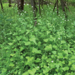 garlic mustard
