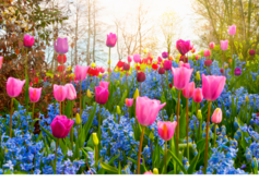 Brightly colored spring tulips
