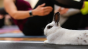 Bunny Yoga session