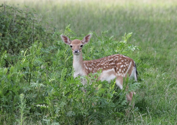 deer fawn