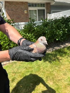 homing pigeon rescue