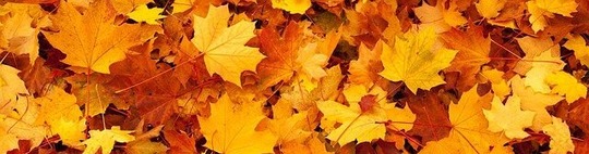 Fall leaves